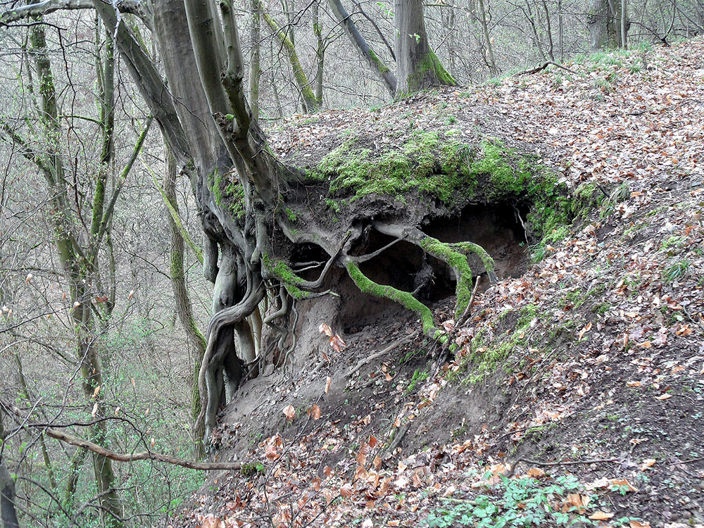 Baum-am-Abgrund